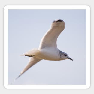 Black Headed Gull Sticker